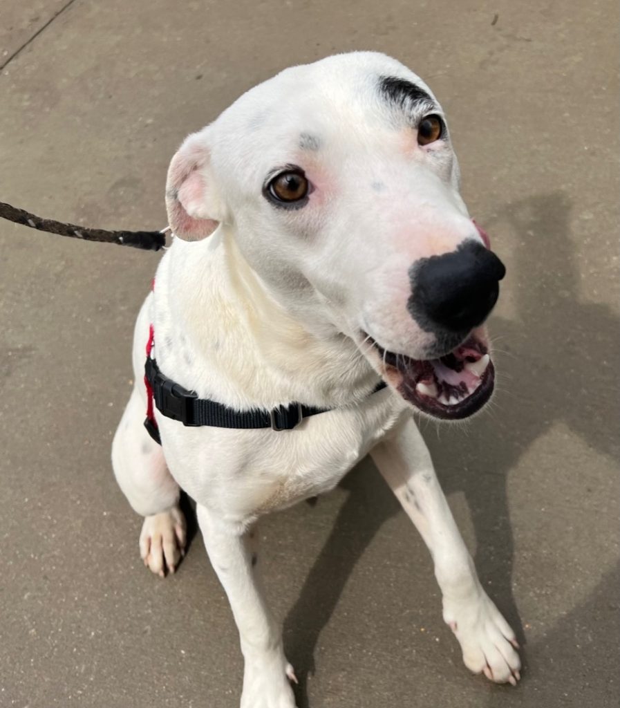 Eugene Humane Society of Marion County Arkansas