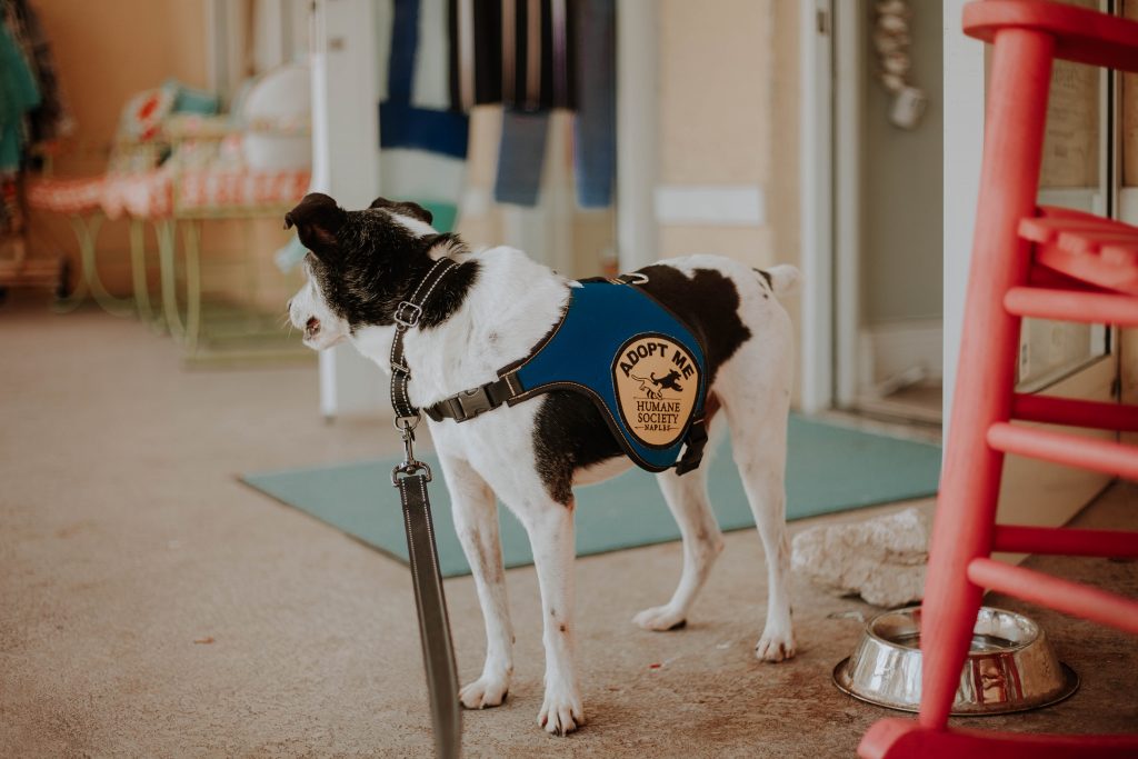 Rescue Recess Humane Society Naples