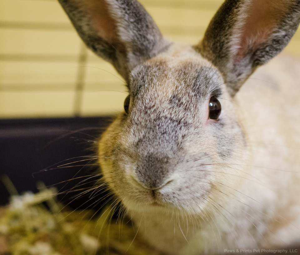 Rabbit Care Humane Society Naples