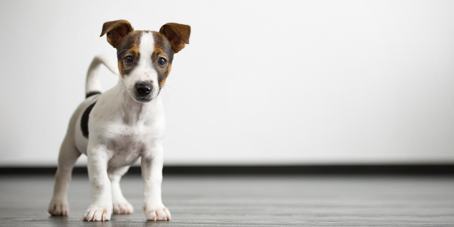 randolph county animal shelter asheboro nc Good Piece Chronicle Photo