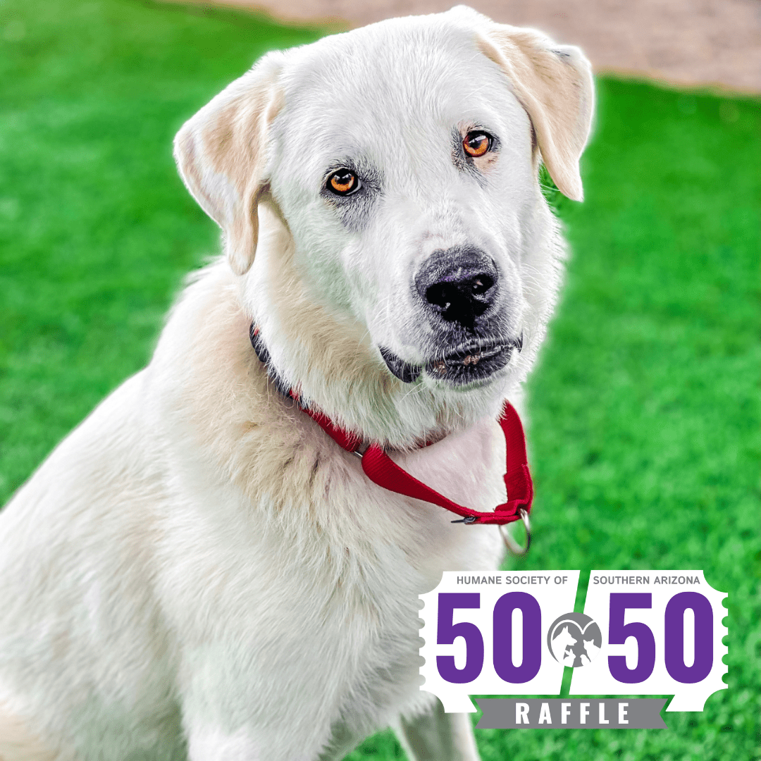 Featured Pets Murphy and Morris Humane Society of Southern Arizona