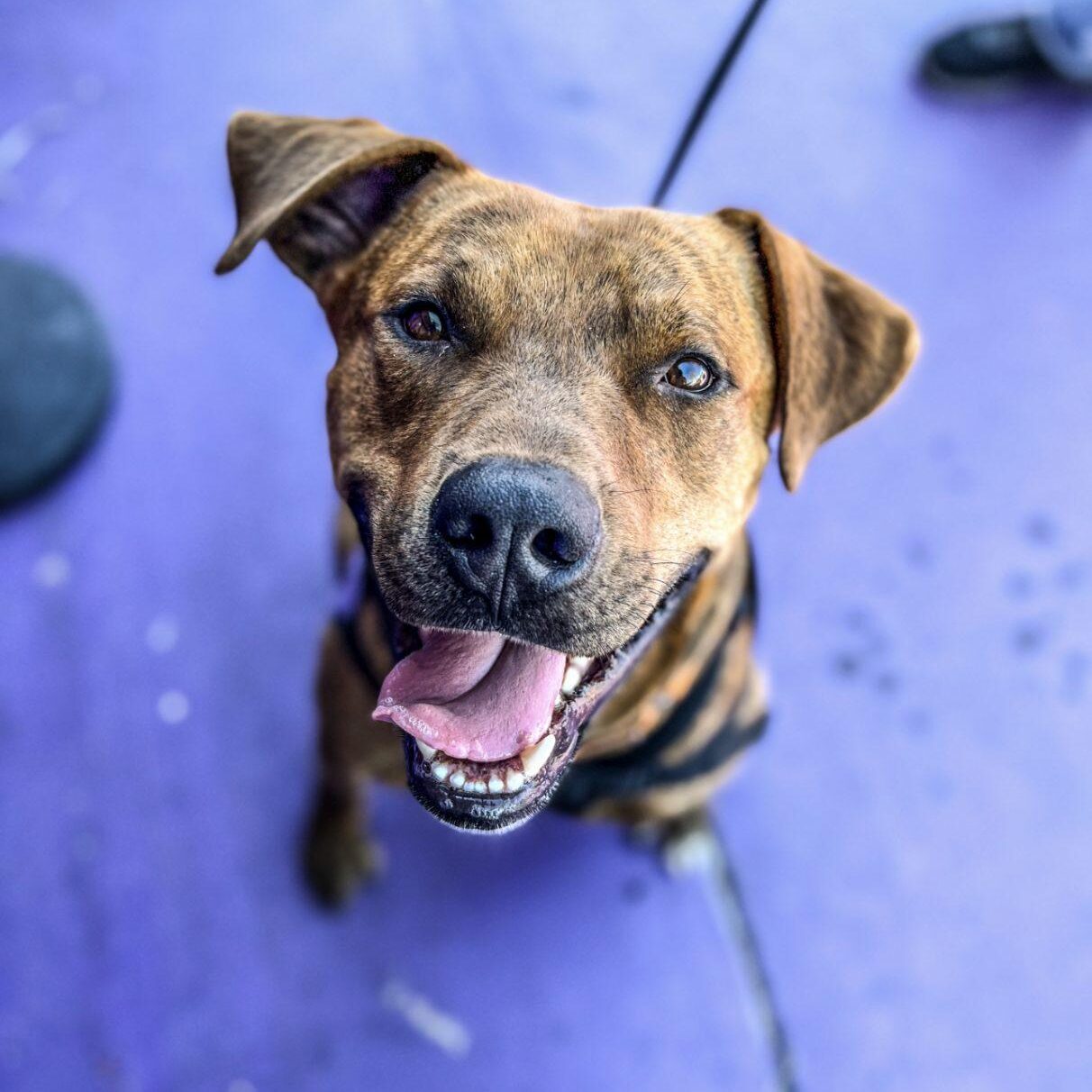 Special Dogs of Tucson Humane Society of Southern Arizona