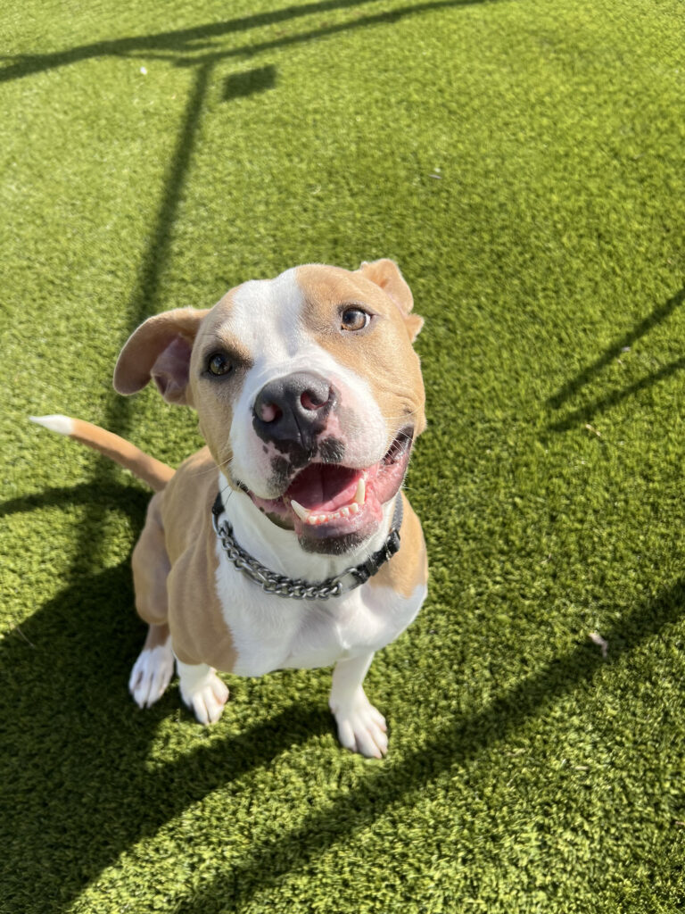 January 2023 Dog of the Month Humane Society of St. Lucie County