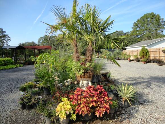 Corki Skin Flower Nursery Summerville Sc Nursery Garden Center