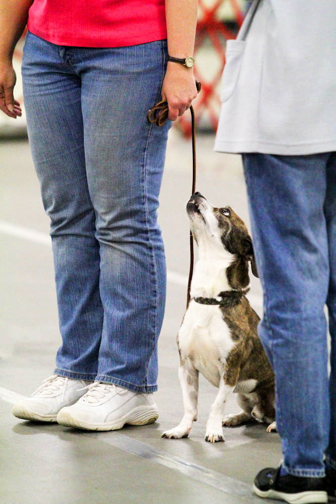 Pet Training Training Hunderassen Beliebteste WONDER P