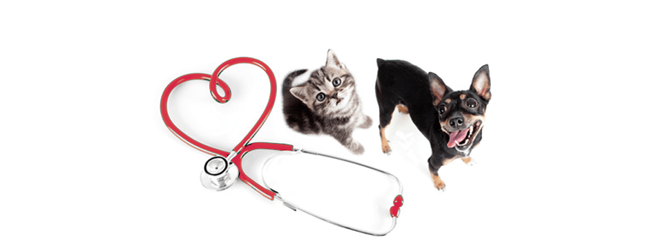 Veterinarians in Surprise, AZ Animal Medical Center of Surprise