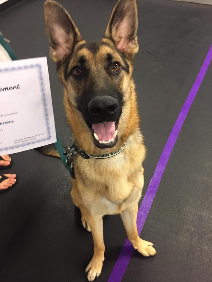 Happy Tails Dog Training Puppy Training Classes