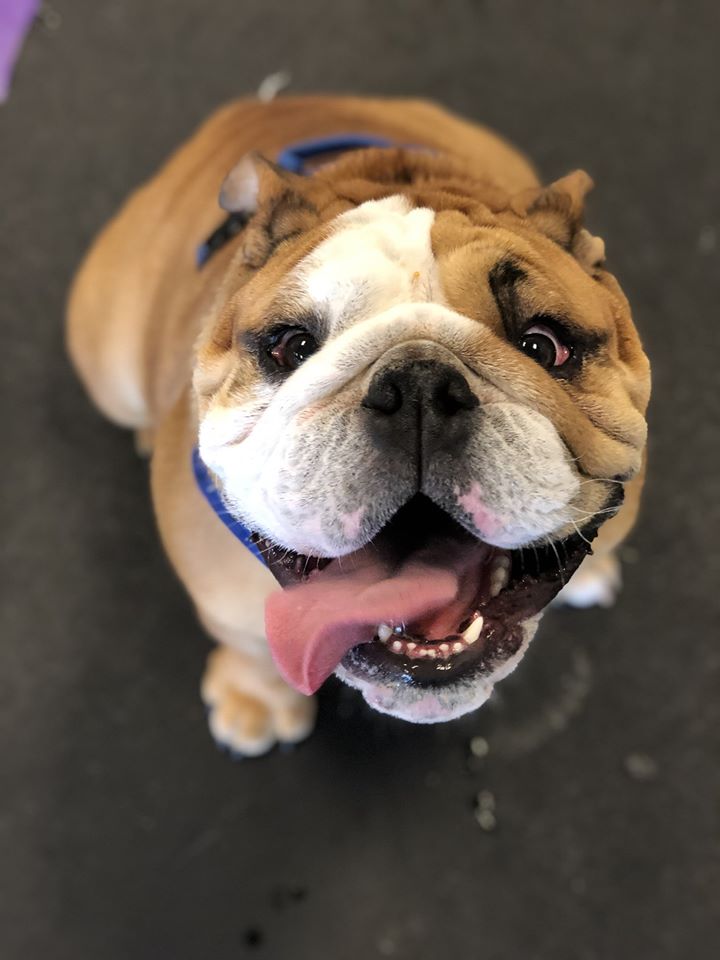 Happy Tails Dog Training Puppy Training Classes