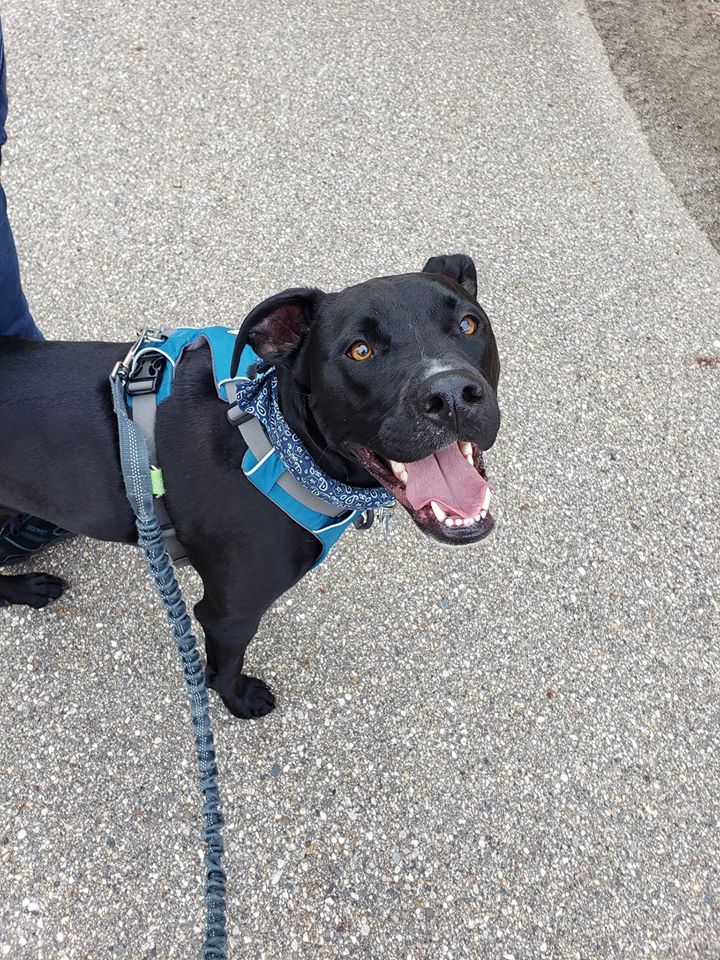 Happy Tails Dog Training Puppy Training Classes