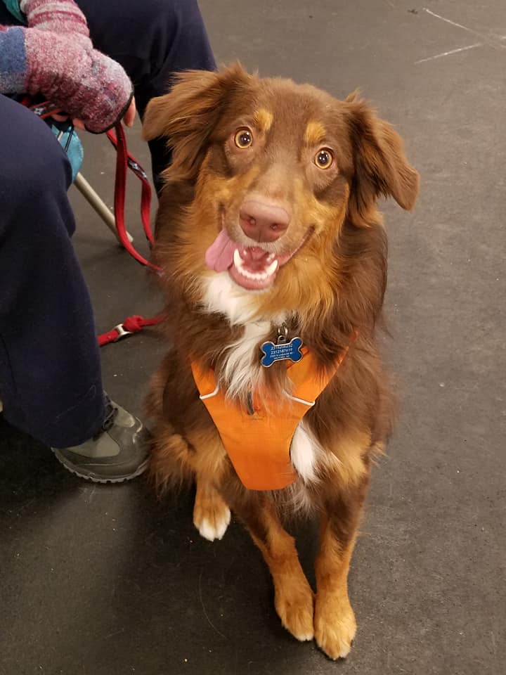Happy Tails Dog Training Puppy Training Classes
