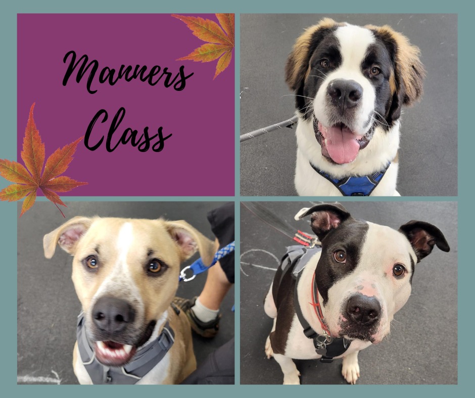 Dog Group Classes Grand Rapids MI Dog Training Classes