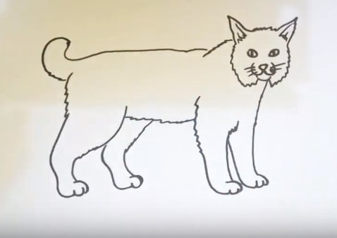 How To Draw A Bobcat Easy Step By Step - Easy Animals To Draw How To Draw A Bobcat Easy Step By Step - Easy Animals To Draw