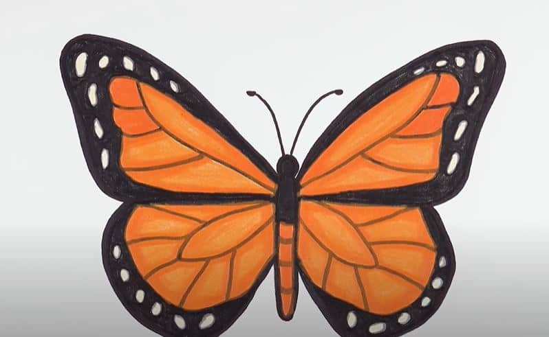 Monarch Butterfly Drawing Step by Step How to draw a Butterfly