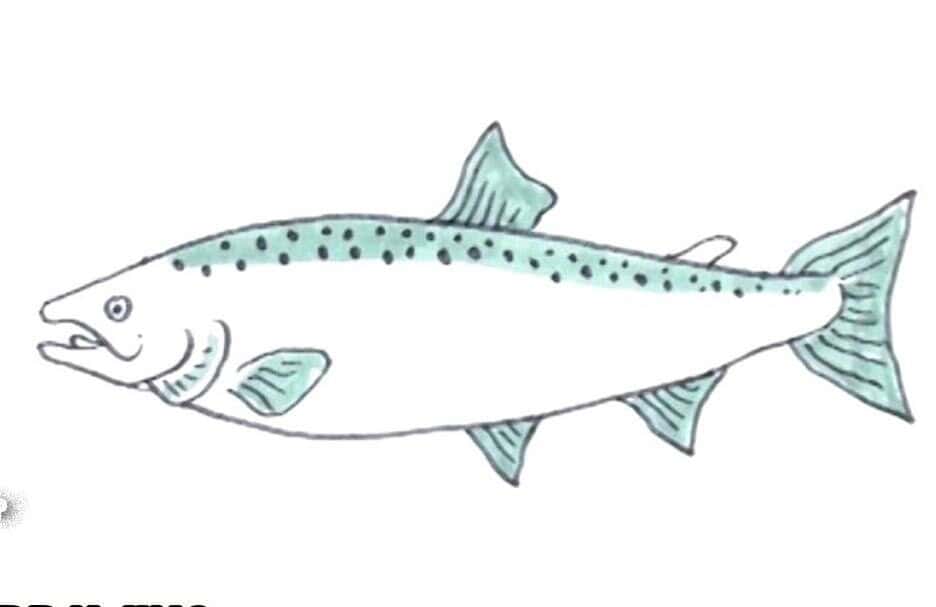 Salmon Drawing How to draw step by step