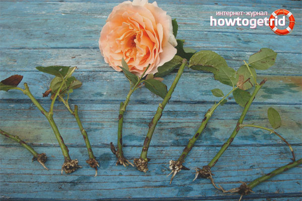 Comment faire pousser une rose d'une fleur coupée
