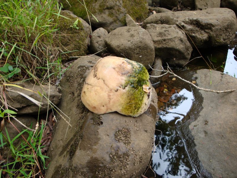 John Parsons Waimalu Ditch Missing Hiker Story 2008 Hawaiian Trail
