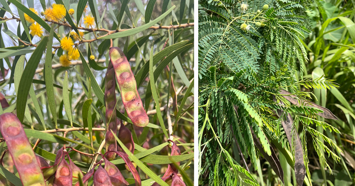 Ulu Kanu Acacia Koa Hawaiian Trail & Mountain Corp.