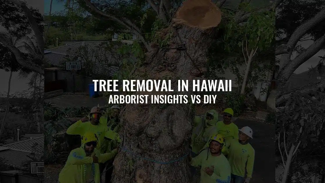 Arborist vs. DIY Navigating Tree Removal in Oahu, Hawaii