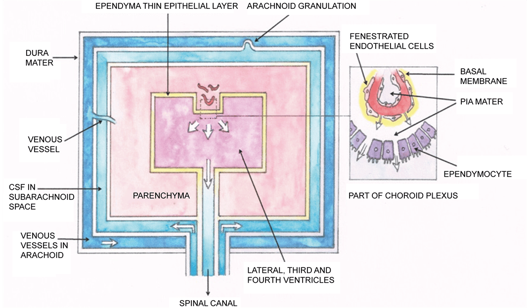The Integrative FiveFluid Circulation System in the Human Body