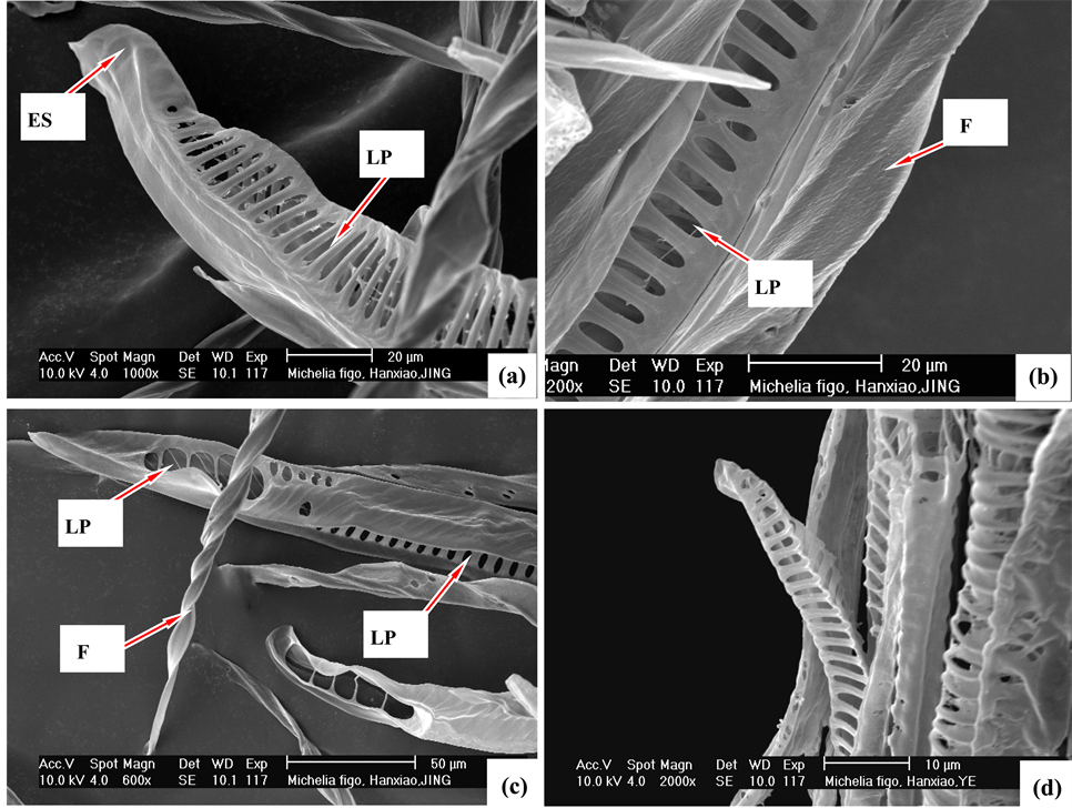 Comparative Studies of Tracheary Element Structure of Some Gymnosperms with Angiosperms