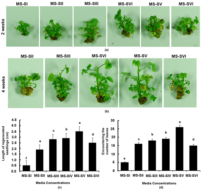 Proliferation, Multiplication and Improvement of MicroPropagation