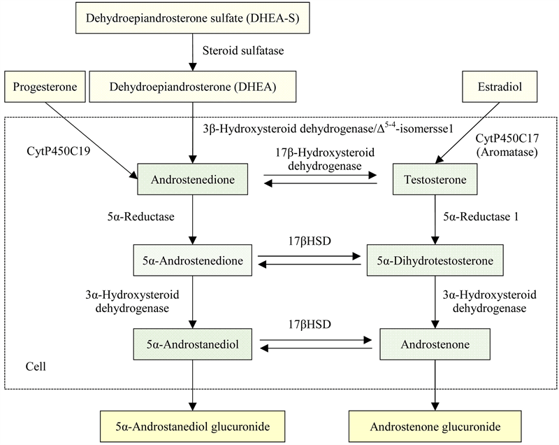 Androgens/Androgen Receptor in the Management of Skin Diseases