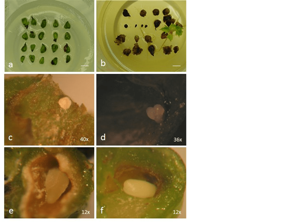 Immature Embryo Rescue and in Vitro Development Evaluation of