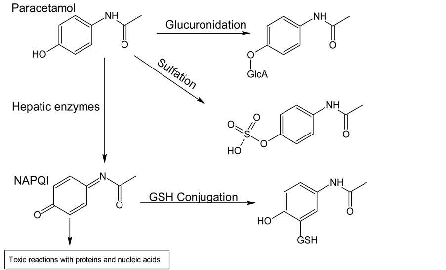 of AntiCancer Effect of Ibuprofen Drug Anions and