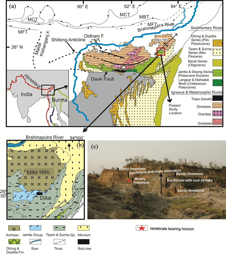 Record of Additional Middle Eocene Vertebrate Remains from the Mikir
