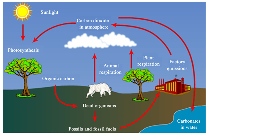 Relationship between Disruptions of Carbon’s Cyclic Set Natural