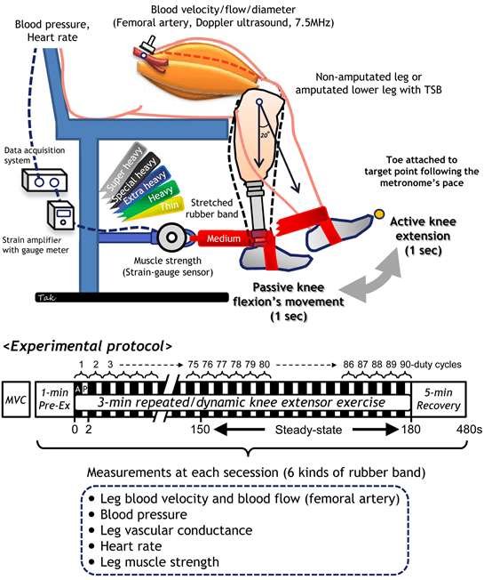 Voluntary Thigh Muscle Strength with Resection StumpDependent Blood Flow and Vasodilation in an