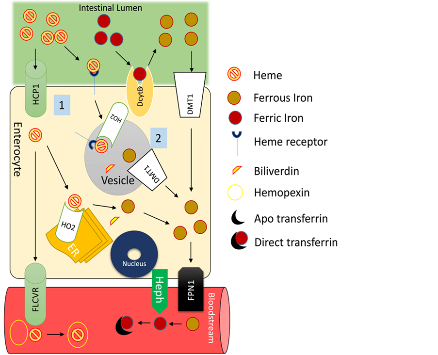 Heme Iron Polypeptide in Iron Deficiency Anemia of Pregnancy Current Evidence