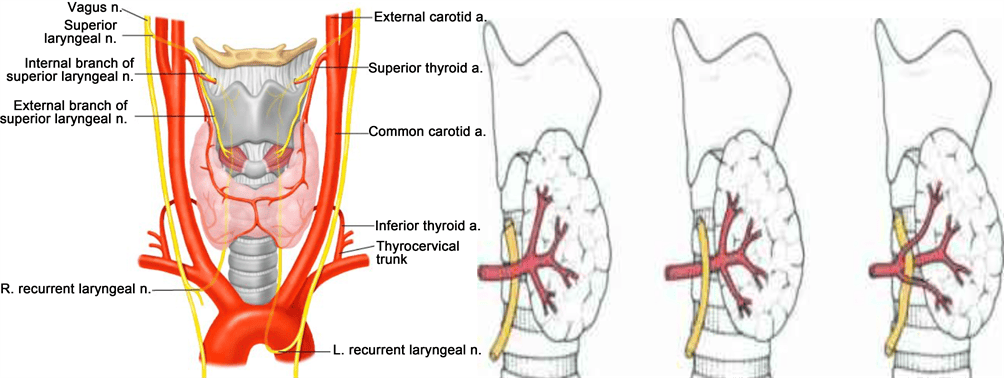 Comprehensive Review of Thyroid Embryology, Anatomy