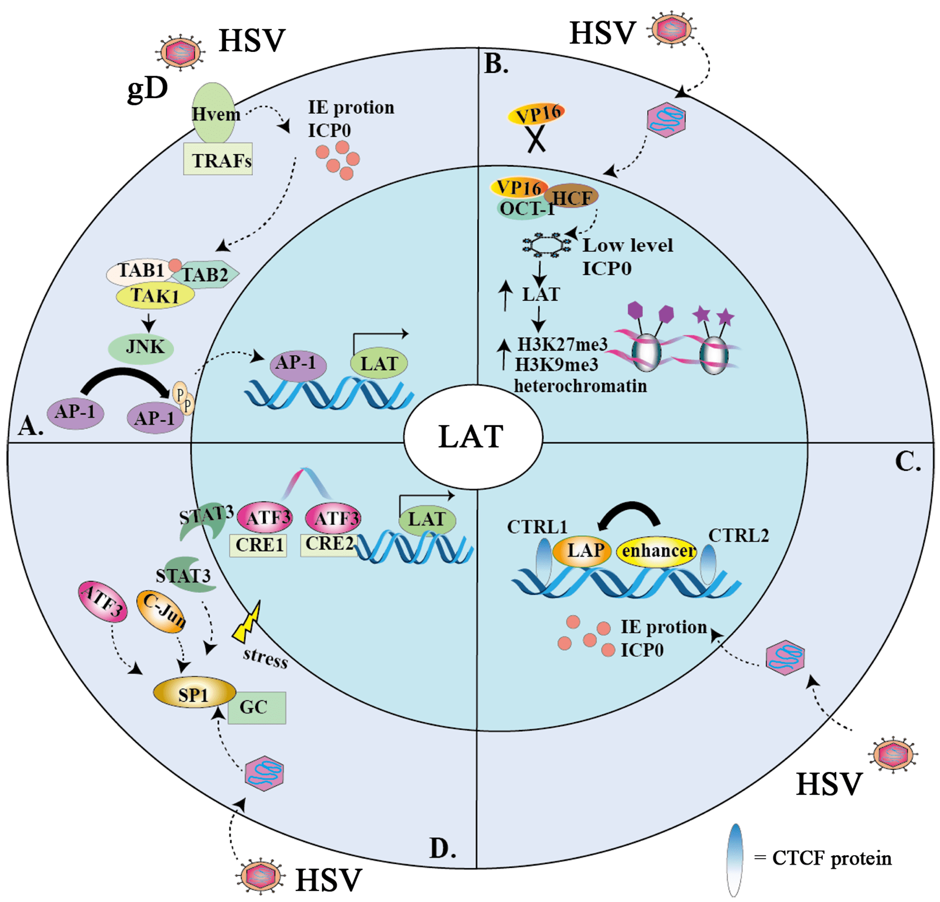 The Role, Mechanism and Transcriptional Regulation of LAT in Herpes