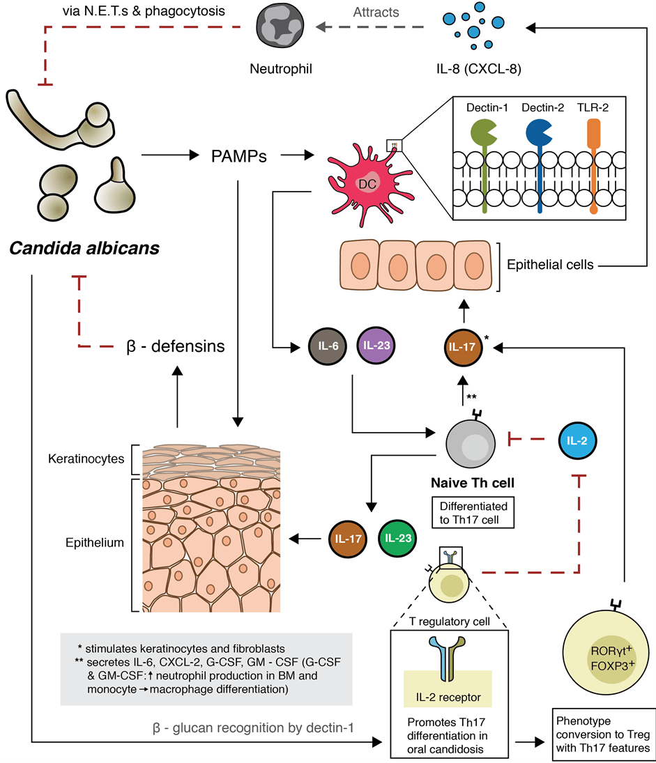 A Candid Assessment of the Link between Oral Candida Containing