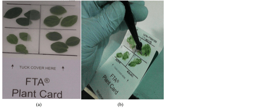 Comparative Optimized Protocols of DNA Extraction and Purification