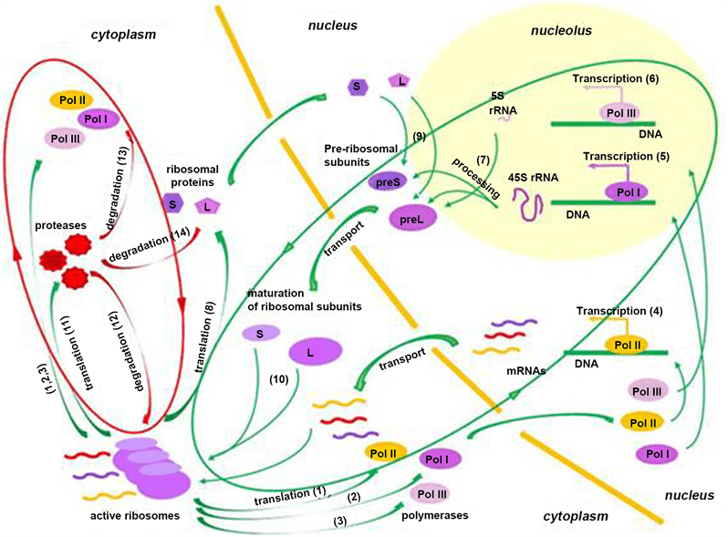 The SuperCoherent State of Biological Water