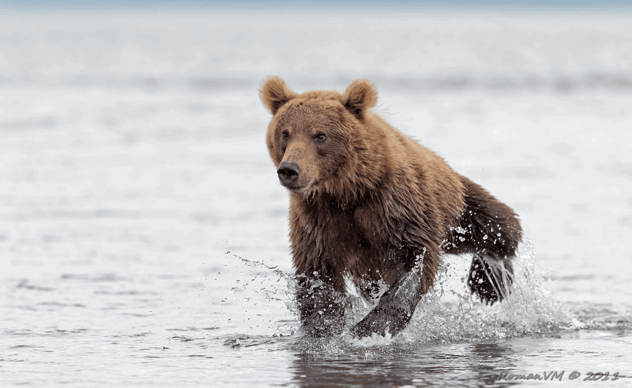 Running Bear Gif Pizenia
