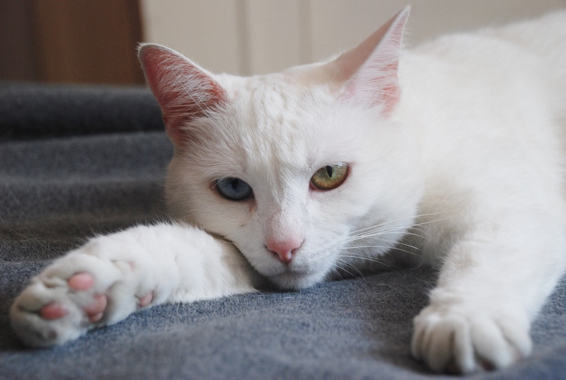 Snowflake, Sylvester's Sister The Animal Rescue Site