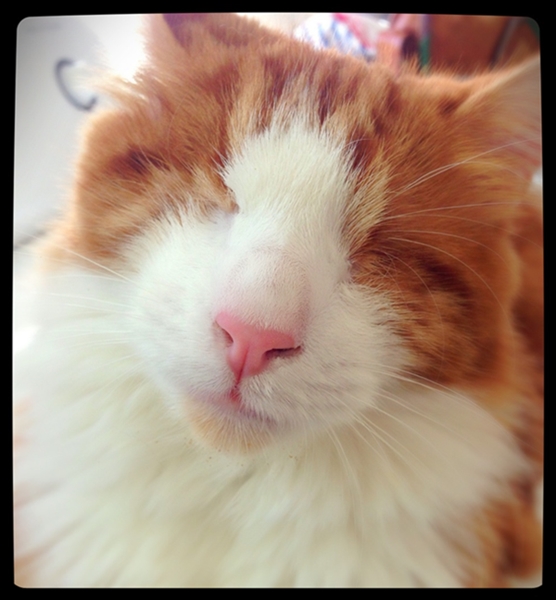 Magical Murdock The Animal Rescue Site