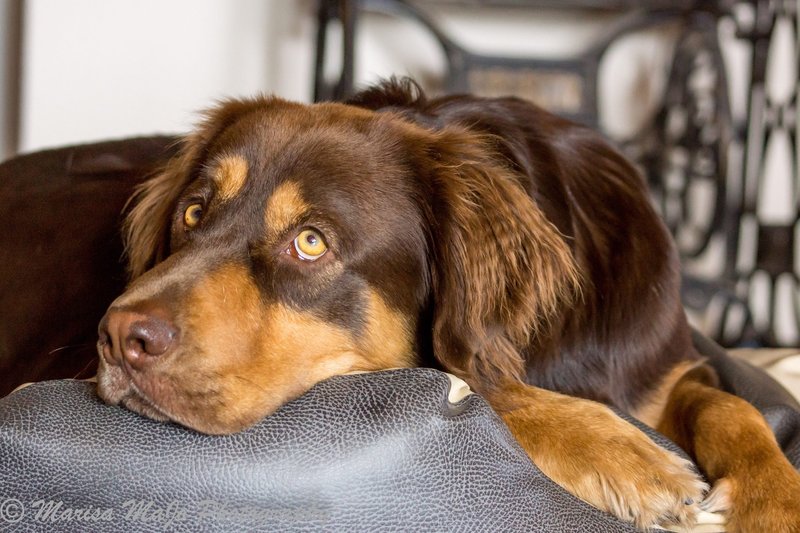 How Ben chose me @ The Animal Rescue Site