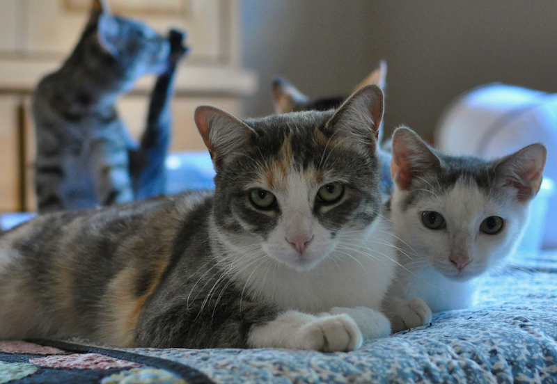 Sometimes it takes a neighborhood to save a kitten The