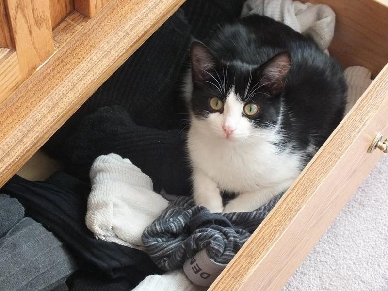 Meadow The Animal Rescue Site