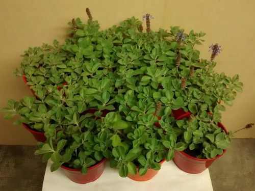 Planta Buscapina O Sertal Boldo!!! Llamado Vulgarmente , Compra Y Venta