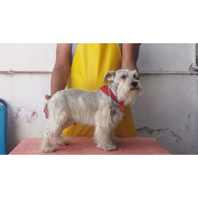 Schnauzer Blanco Para Monta En Mercado Libre Mexico