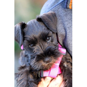 Schnauzer Mini Negro Perros De Raza En Mercado Libre Argentina
