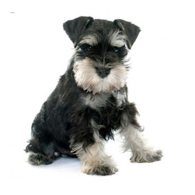 Schnauzer Mini Negro Perros De Raza Schnauzer En Mercado Libre