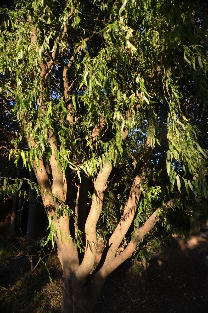 Sauce Electrico Arbol De Sombra Altura 1,50 Mt Aprox Mercado Libre