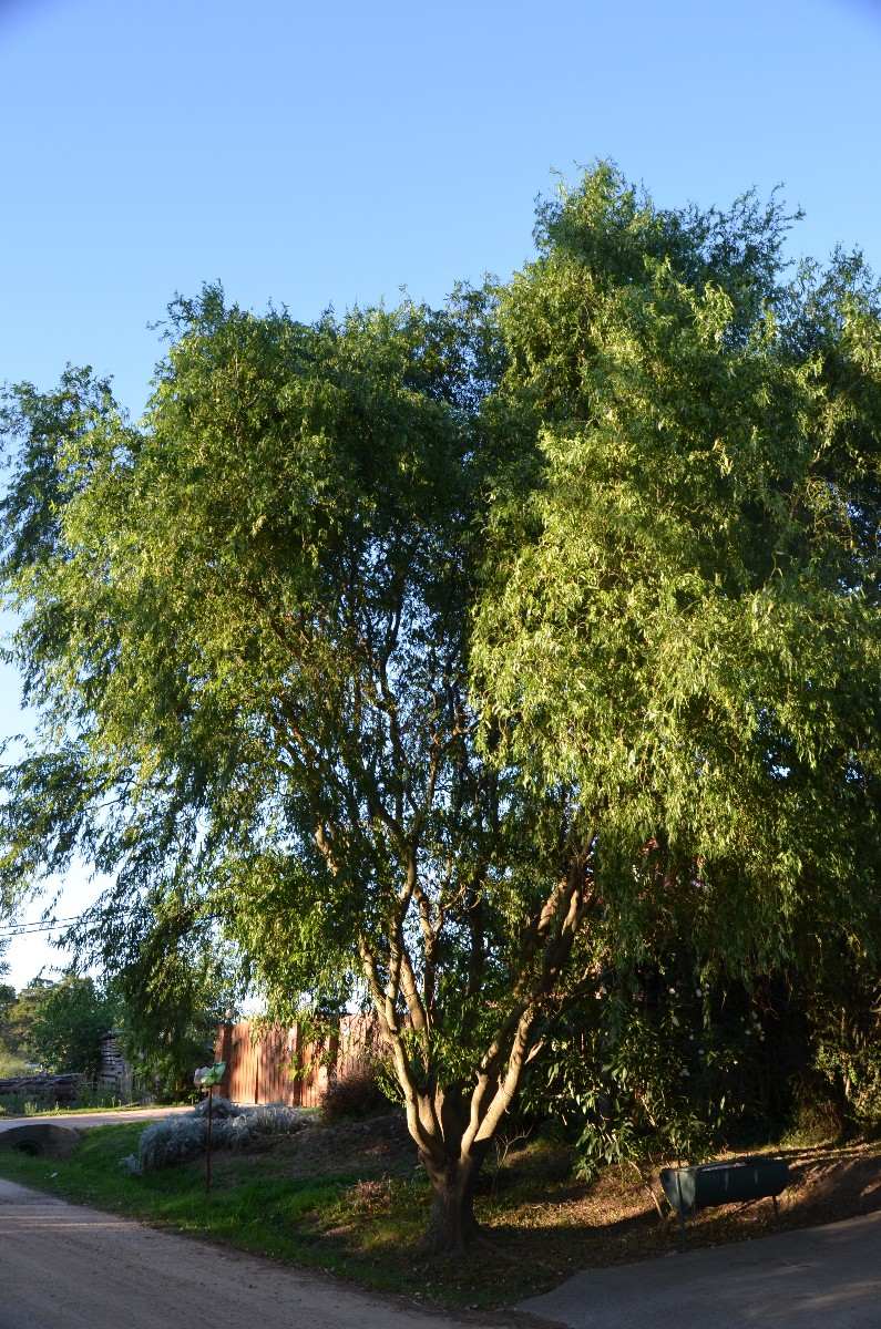 Sauce Electrico Arbol De Sombra Altura 1,50 Mt Aprox Mercado Libre