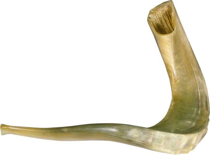 Shofar Extra Grande De Carnero (46 A 50 Cm) Pulido Mercado Libre